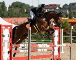 jumper Nadal 13 (KWPN (Royal Dutch Sporthorse), 2018, from Quasimodo Z)