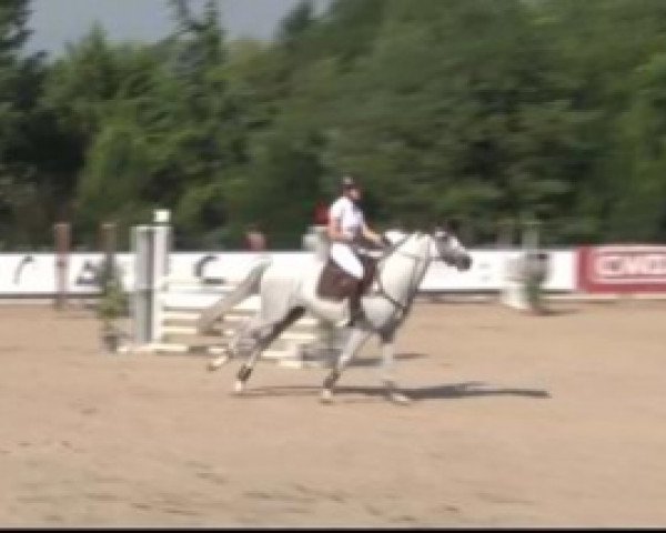 horse Cramer Karef (Holsteiner, 2012, from Catoki)
