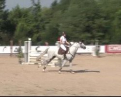 horse Cramer Karef (Holsteiner, 2012, from Catoki)