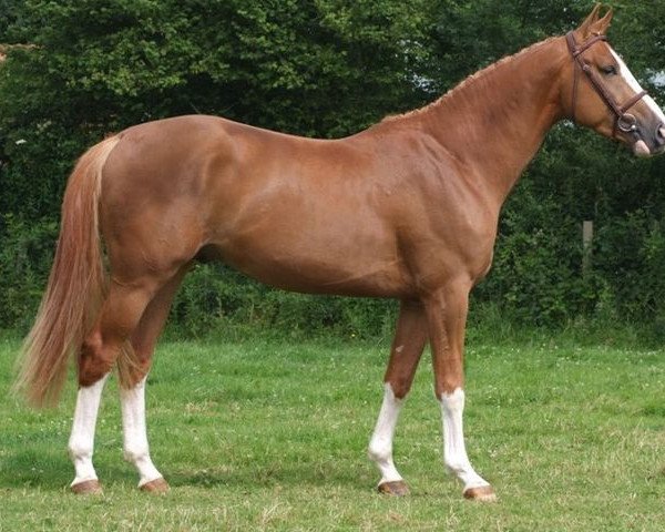 stallion Splendero de Damvil (Selle Français, 2006, from For Pleasure)