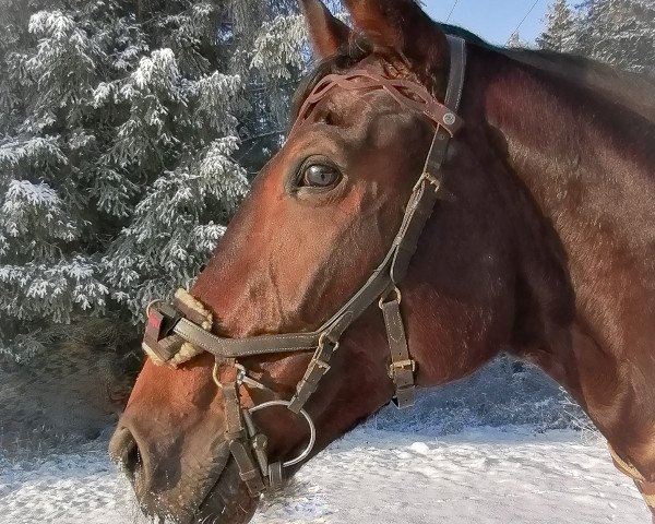 broodmare Letizia 52 (Württemberger, 2013, from Licotus)