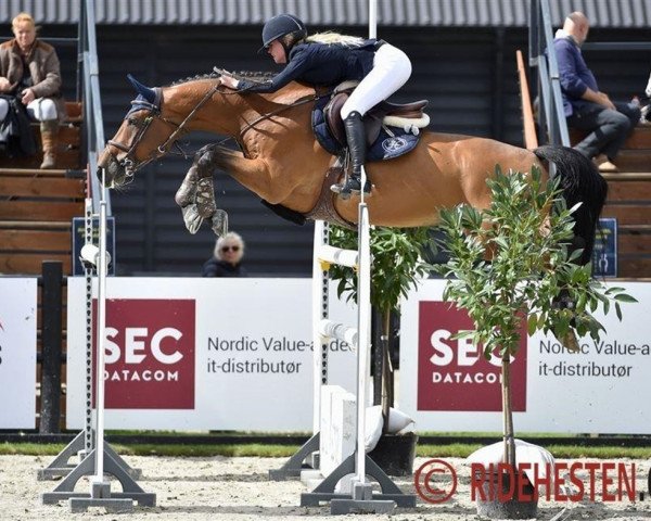 jumper Diadem de Revel Vg (Danish Warmblood, 2010, from Diamant de Revel)
