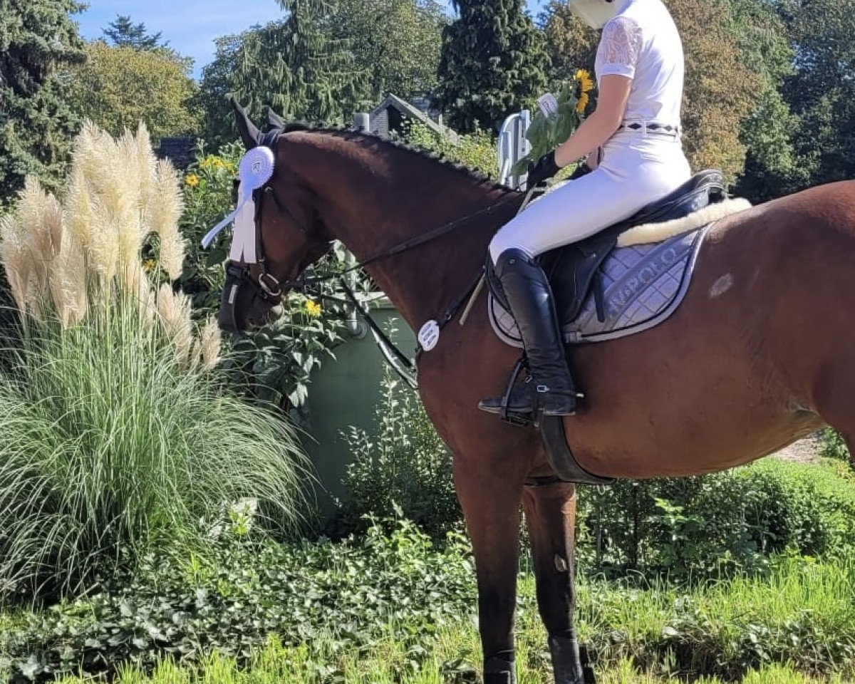 jumper Cupido Ts (KWPN (Royal Dutch Sporthorse), 2007, from Air Jordan Z 2)