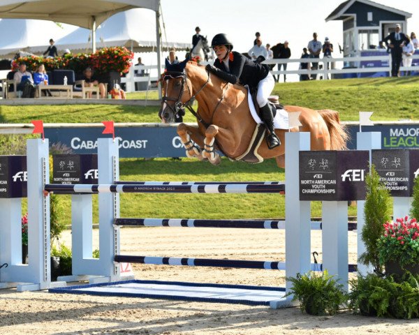 jumper Sheldon (KWPN (Royal Dutch Sporthorse), 2010, from Ukato) jumper Sheldon (KWPN (Royal Dutch Sporthorse), 2010, from Ukato)