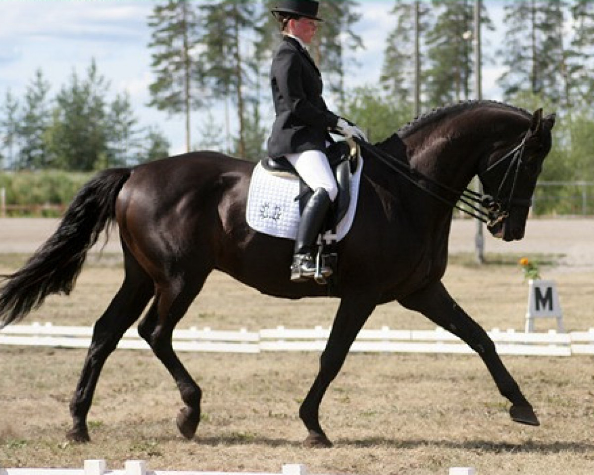 stallion Donaukaiser 121 FIN (Trakehner, 1996, from Hohenstein I)