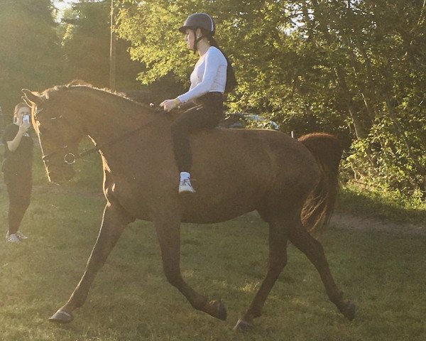 horse Shakespeare N (German Sport Horse, 2016, from Samenco II K)
