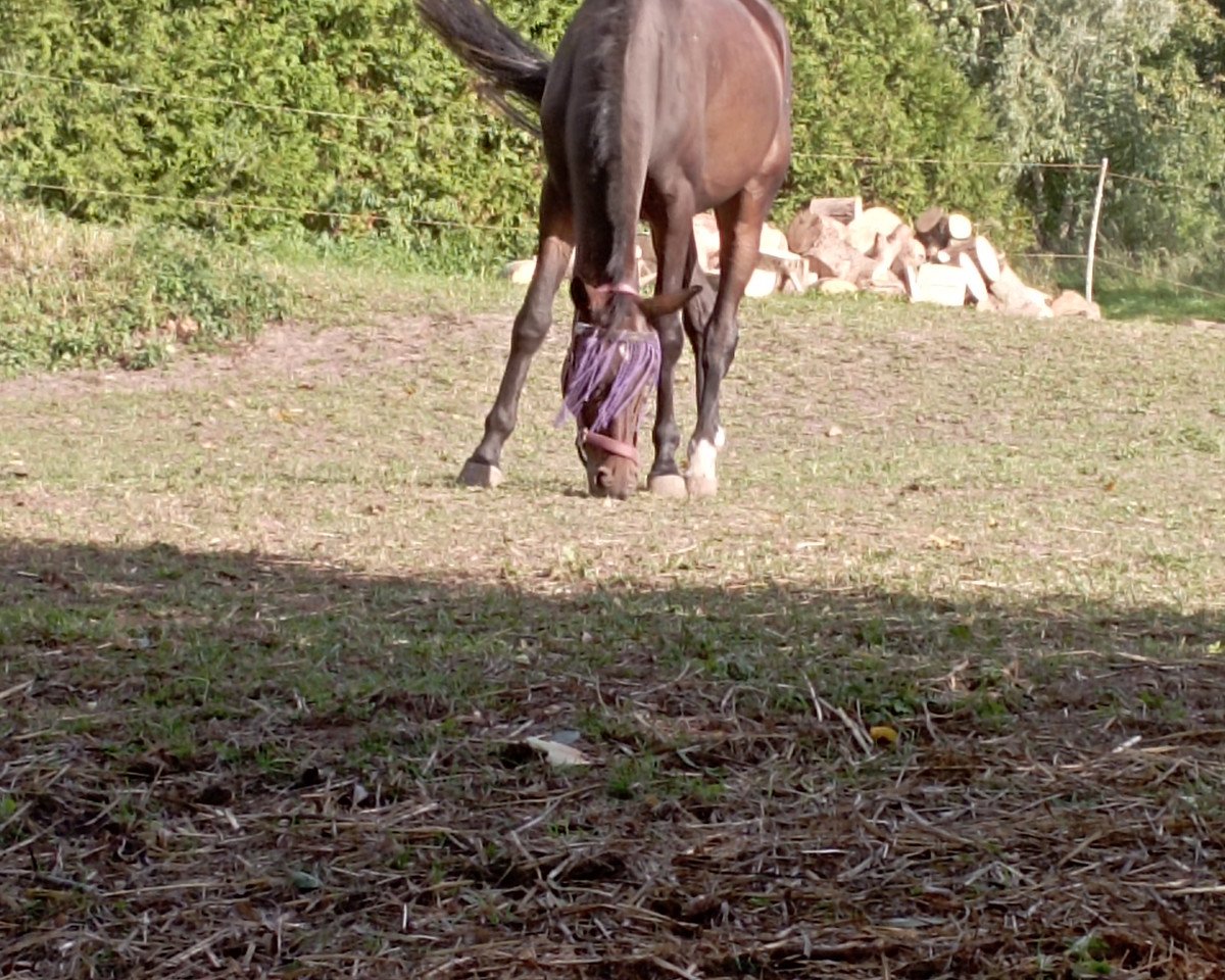 Pferd Stute von Fürst Samarant / Concours Complet (Westfale, 2019, von Fürst Samarant)