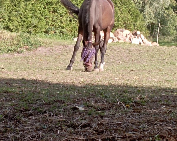 horse Stute von Fürst Samarant / Concours Complet (Westphalian, 2019, from Fürst Samarant)