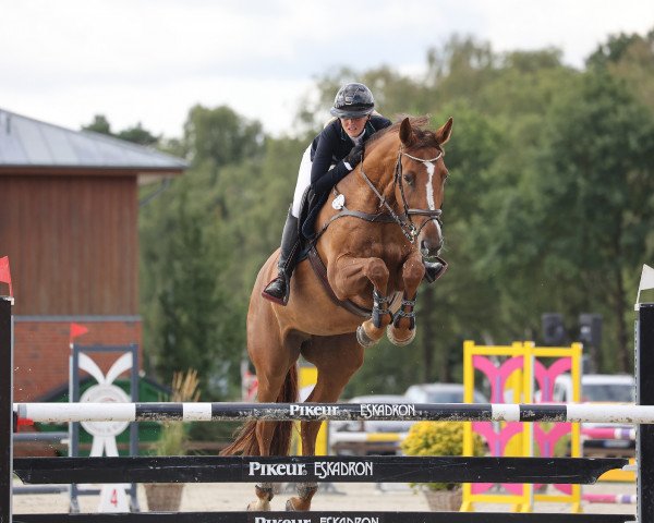 jumper Caramia 54 (Hanoverian, 2014, from Colman)