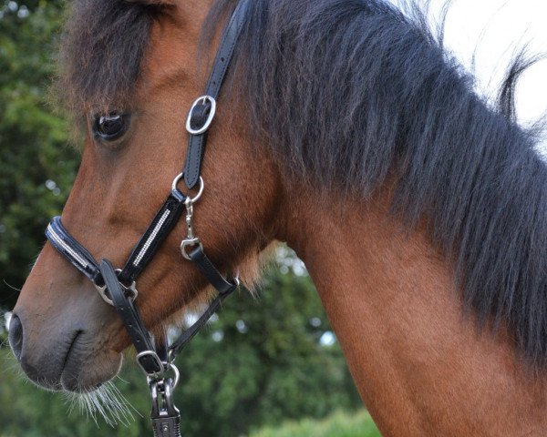 horse Brownie (Welsh-Pony (Section B), 2021, from Best August)