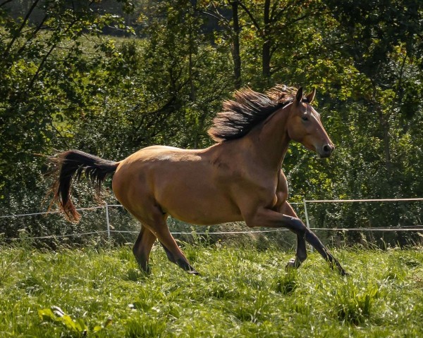 stallion Farao Z (Zangersheide riding horse, 2021, from Flint)
