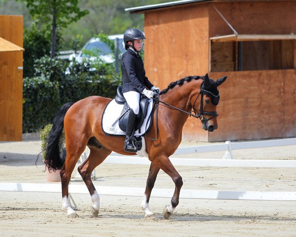Dressurpferd Nowel (Schwedisches Warmblut, 2017, von Nero van de Koetsiershoeve)