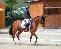 Dressurpferd Nowel (Schwedisches Warmblut, 2017, von Nero van de Koetsiershoeve)