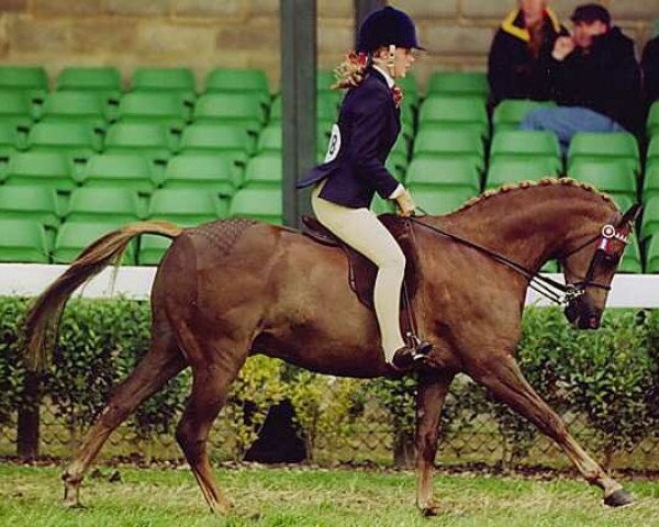 Pferd Megland True Temptation (British Riding Pony, 1996, von Lechlade Quince)