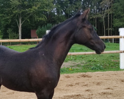 Pferd Diacora M (Oldenburger Springpferd, 2023, von Diathletico FRH)