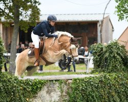 dressage horse Walserberg Vom Tannenberg (Haflinger, 2012, from Wildberg)