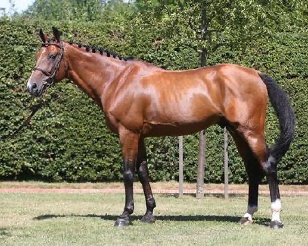 stallion Chacco Rouge (Oldenburg, 2006, from Chacco-Blue)