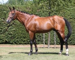 stallion Chacco Rouge (Oldenburg, 2006, from Chacco-Blue)