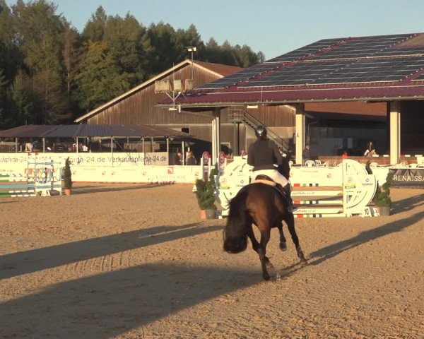 Reitturnier Ranshofen - Braunau am Inn 2023