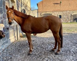 broodmare Strelizie (Mecklenburg, 2007, from Sergeant Pepper I)
