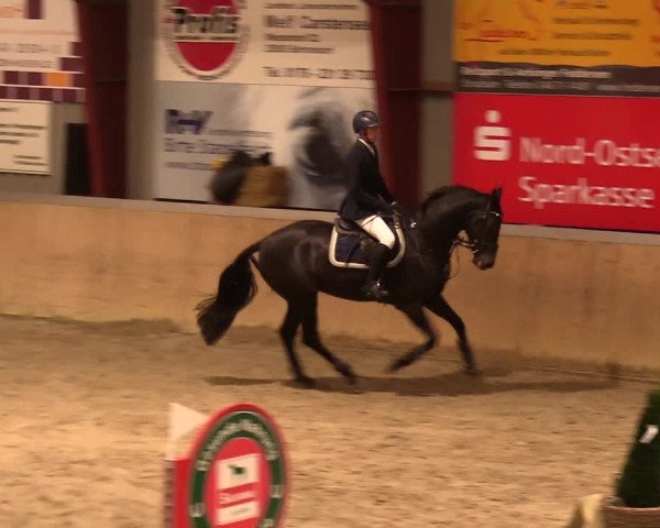 Reitturnier Behrendorf 2023
