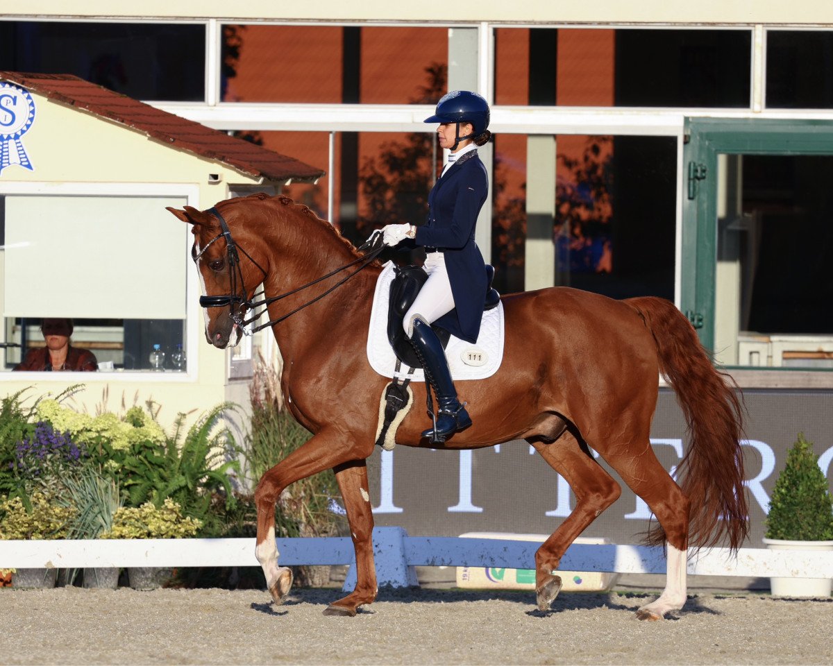 Dressurpferd Eppo (KWPN (Niederländisches Warmblut), 2009, von Zjengis Khan)