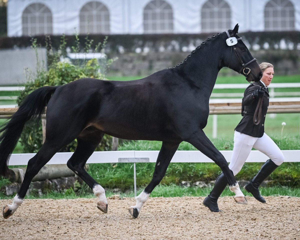 jumper Calantos Von Ryfenstein CH (Swiss Warmblood, 2019, from Albführen's Caladetto)
