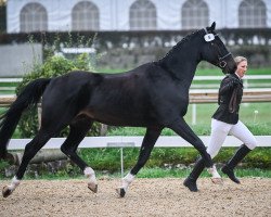 jumper Calantos Von Ryfenstein CH (Swiss Warmblood, 2019, from Albführen's Caladetto)