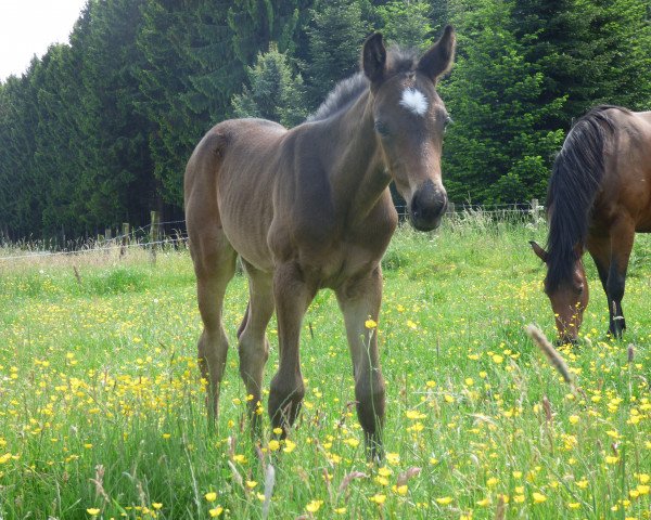 Pferd Baloumé H (Westfale, 2016, von Baloutelli 2)