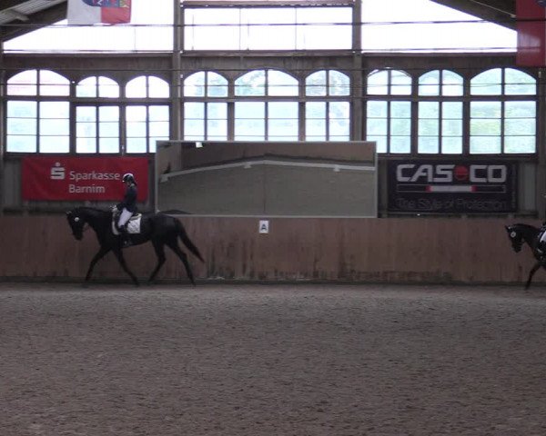 Reitturnier Elisenau 2023
