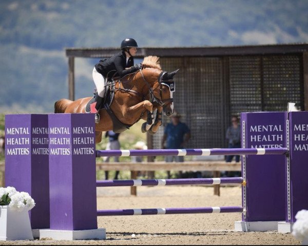 jumper Livius P (Belgian Warmblood, 2011, from Echo van het Spieveld)