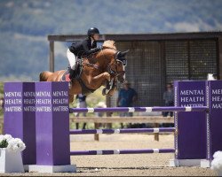 jumper Livius P (Belgian Warmblood, 2011, from Echo van het Spieveld)