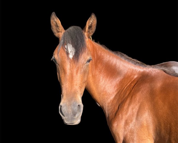 horse Valido‘s Unicorn cck (German Riding Pony, 2022, from Valido's Comeback WS)