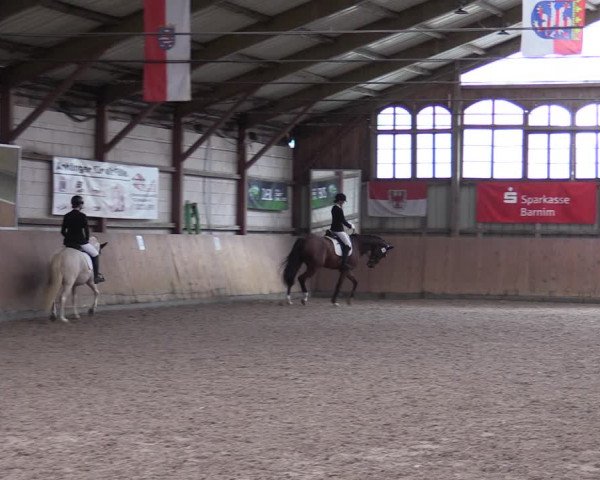 Reitturnier Elisenau 2023