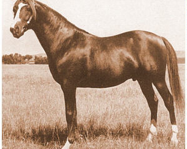 stallion Bacaram ox (Arabian purebred, 1944, from Alla Amarward ox)