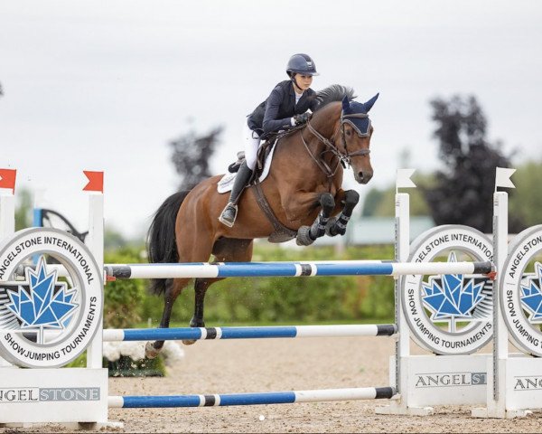 jumper Cascadela (Holsteiner, 2014, from Cascadello II)