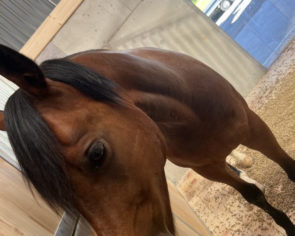 Springpferd Spirit LH (Belgisches Reitpony, 2015, von Golden Challenge)