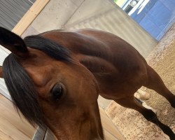 jumper Spirit LH (Belgian Riding Pony, 2015, from Golden Challenge)