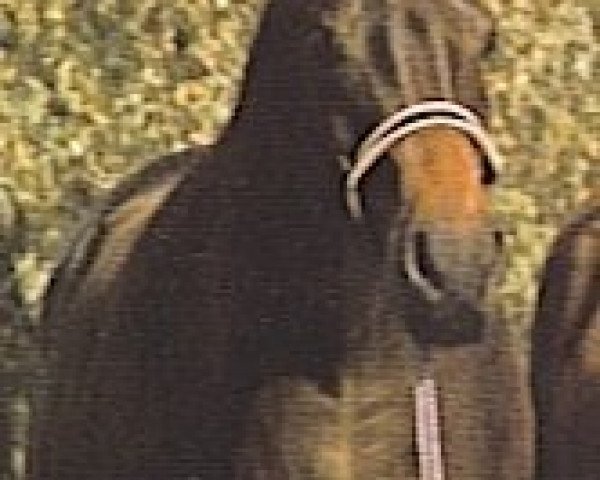 broodmare Mistanny Ann ox (Arabian purebred, 1959, from Hallany Mistanny ox)