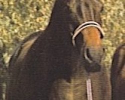broodmare Mistanny Ann ox (Arabian purebred, 1959, from Hallany Mistanny ox)