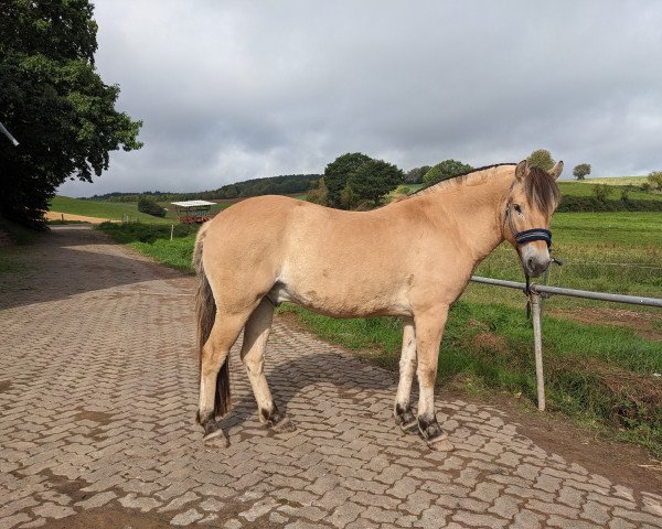 Pferd Neuensteins Kåre (Fjordpferd, 2020, von Kalino) Pferd Neuensteins Kåre (Fjordpferd, 2020, von Kalino)