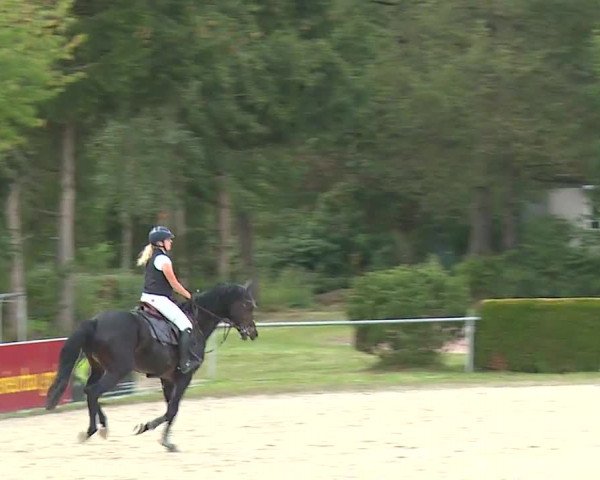 Reitturnier Frankenhof-Sonnefeld/Ofr. 2023