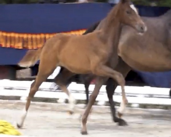 horse Next Coconut Dream (German Riding Pony, 2022, from FS Next Diamond)