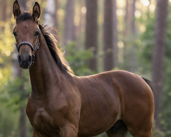 Pferd Cadeau que bel (Oldenburger, 2023, von Cadeau Noir)