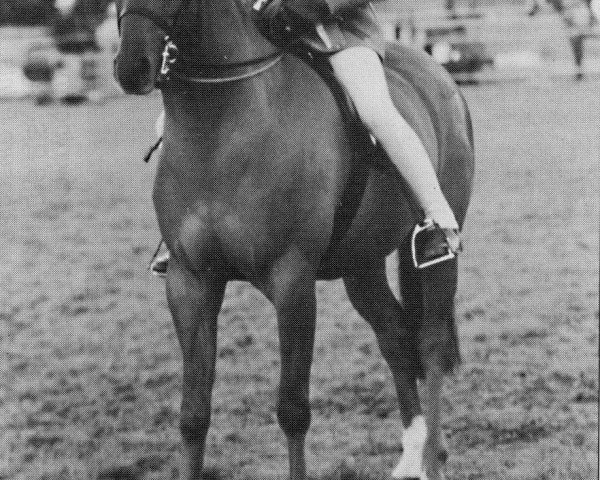 Pferd Spinningdale Grandeur (British Riding Pony, 1991, von Syon Splendour)