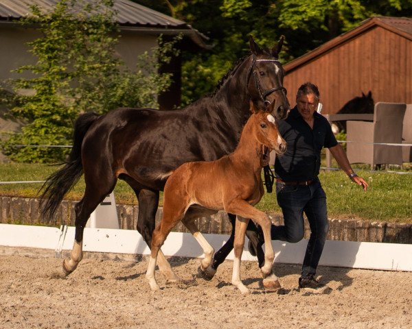 horse Calimero GR (Hanoverian, 2023, from Conthalou)