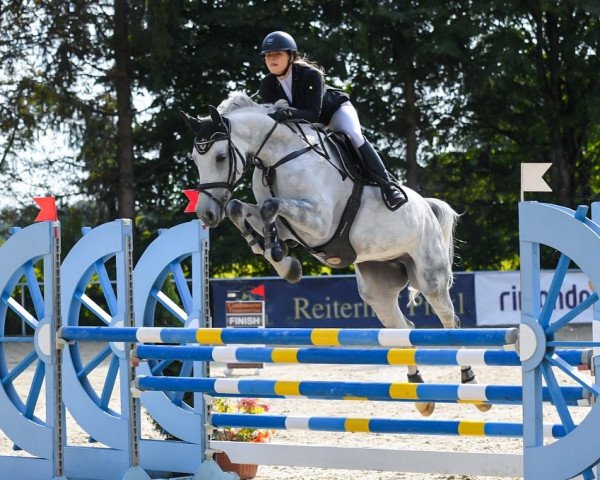 jumper Kroonster (KWPN (Royal Dutch Sporthorse), 2015, from Biscayo)