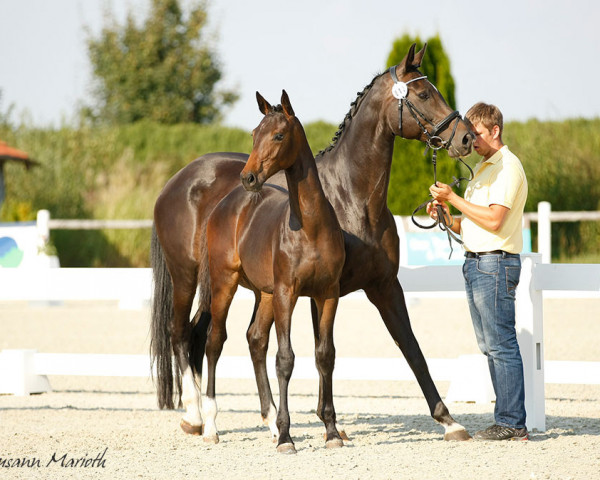 horse Casira G (Hanoverian, 2018, from Casiro I)