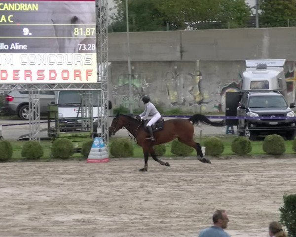 Reitturnier Basel/Schänzli 2023