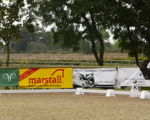 Reitturnier Ruhlsdorf 2023